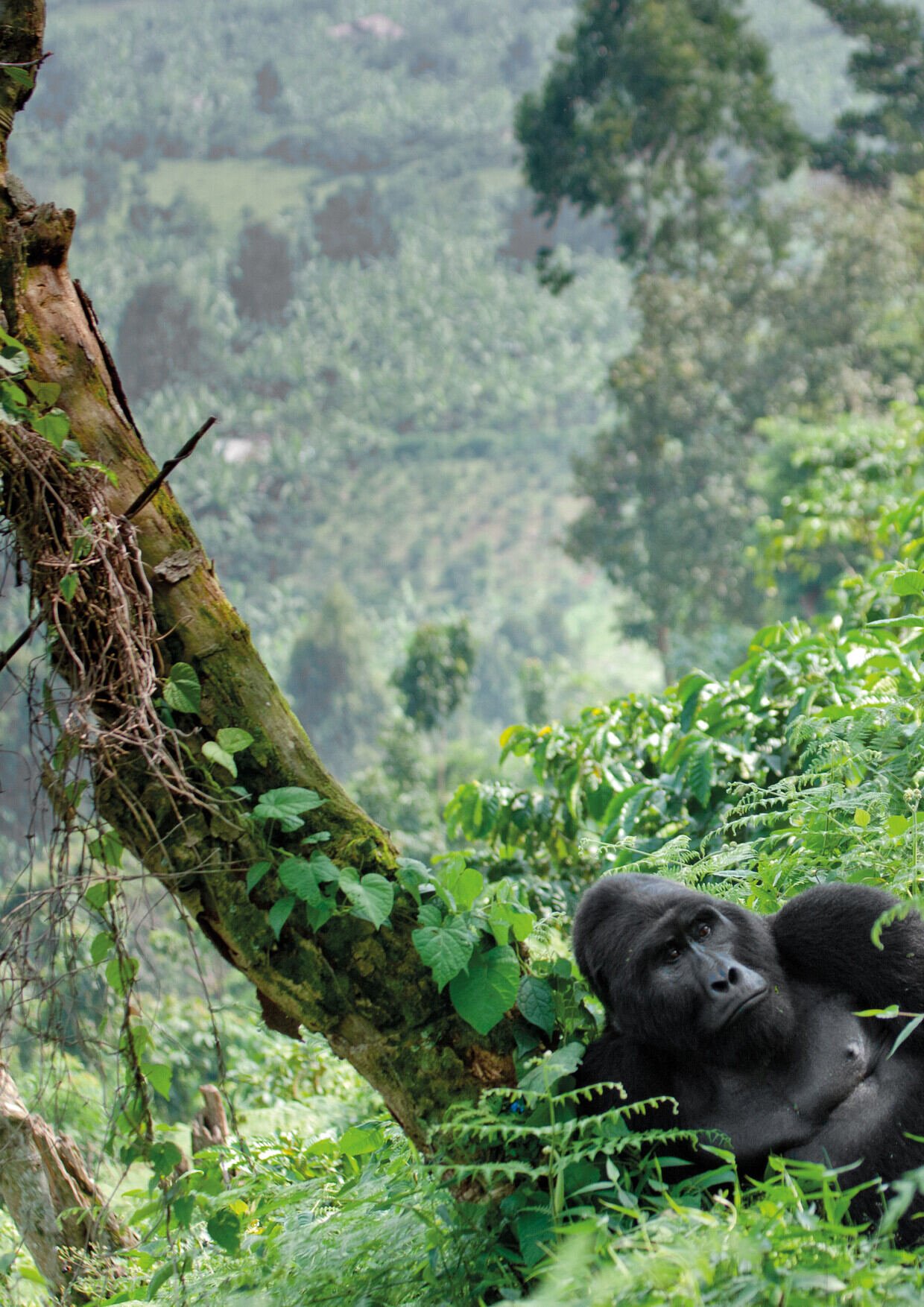 Uganda gorilla